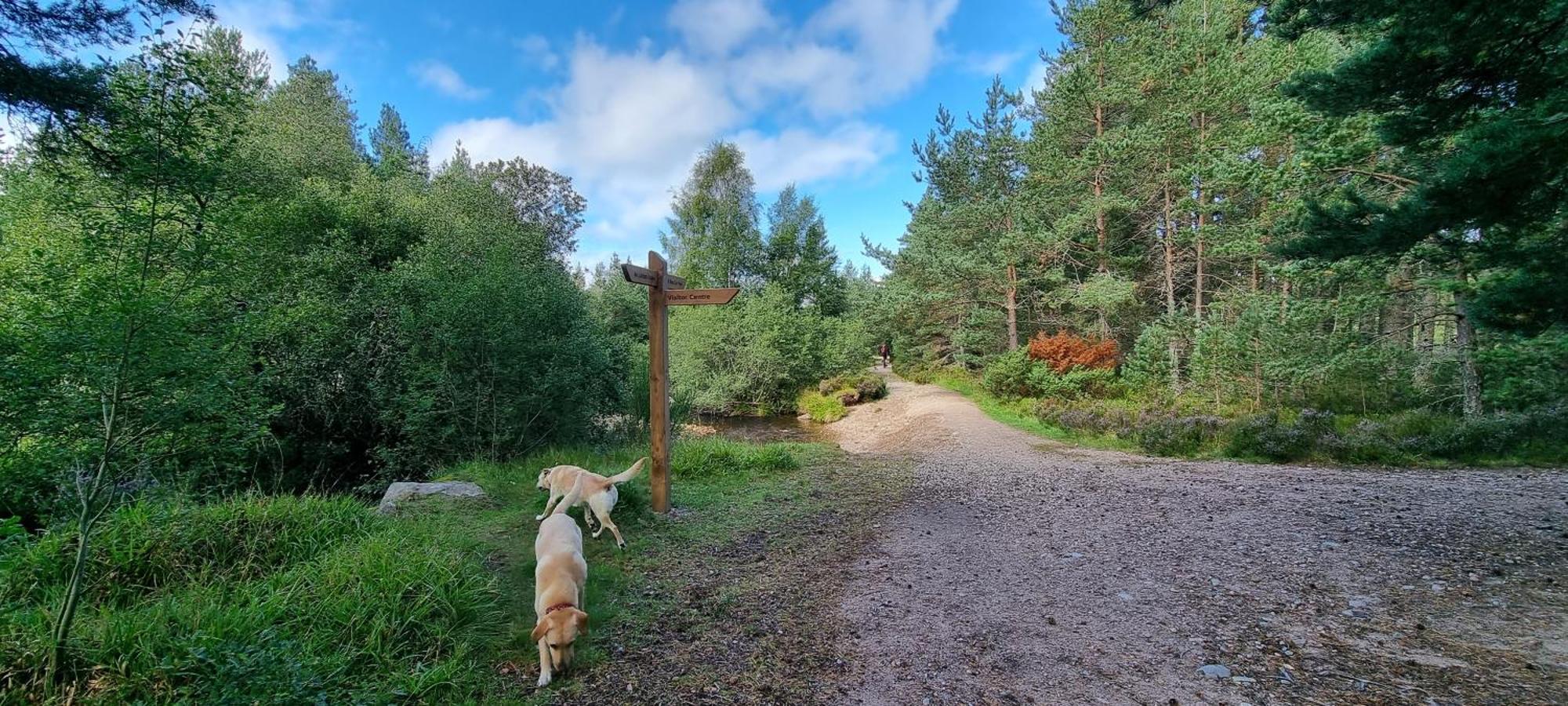 The Shelter Stone Cottage Aviemore Exteriér fotografie